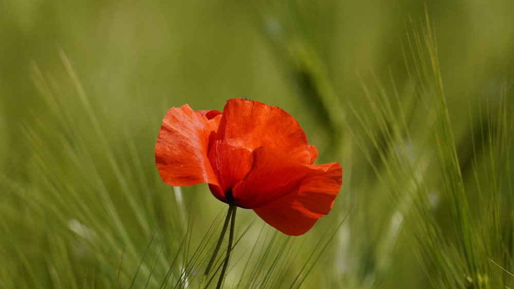 a single red poppy in a grassy field