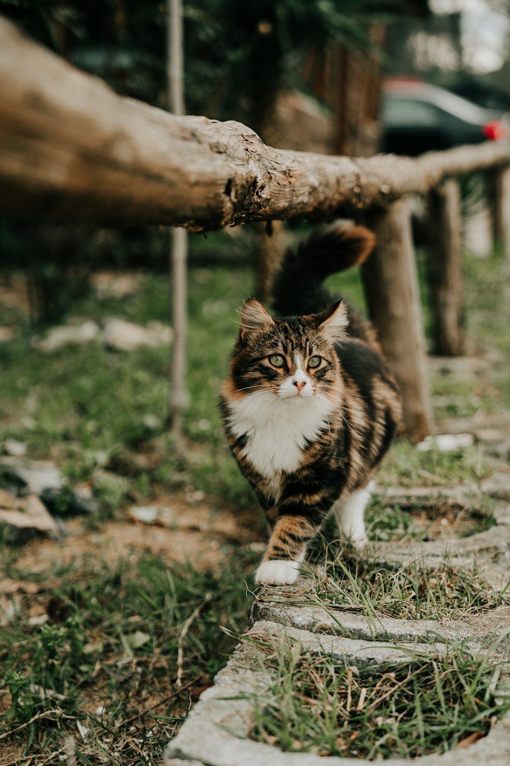 a cat walking on a stone path next to a tree