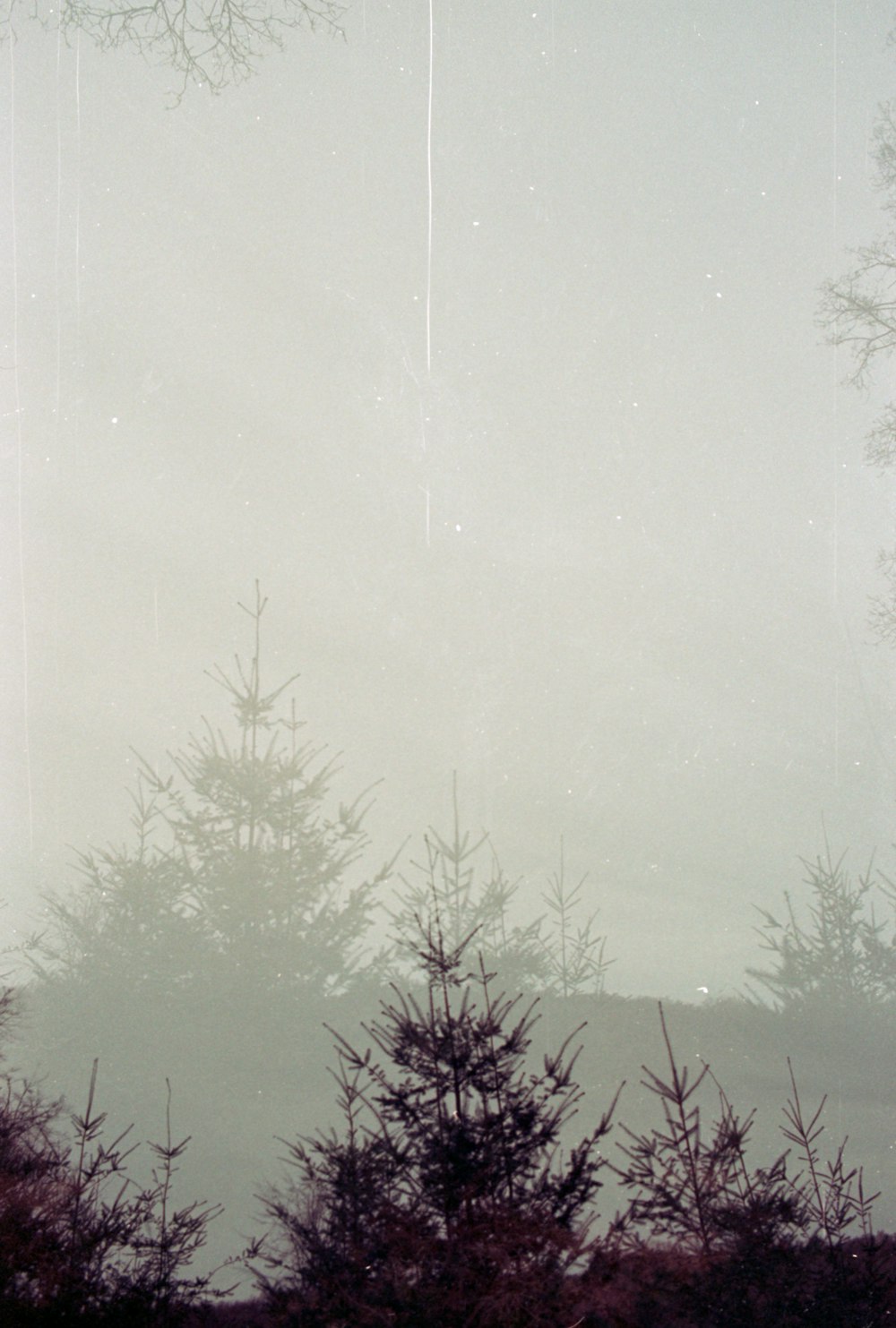 a black and white photo of trees in the fog