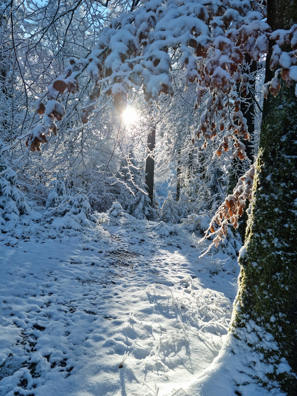 the sun shines through the snow covered trees