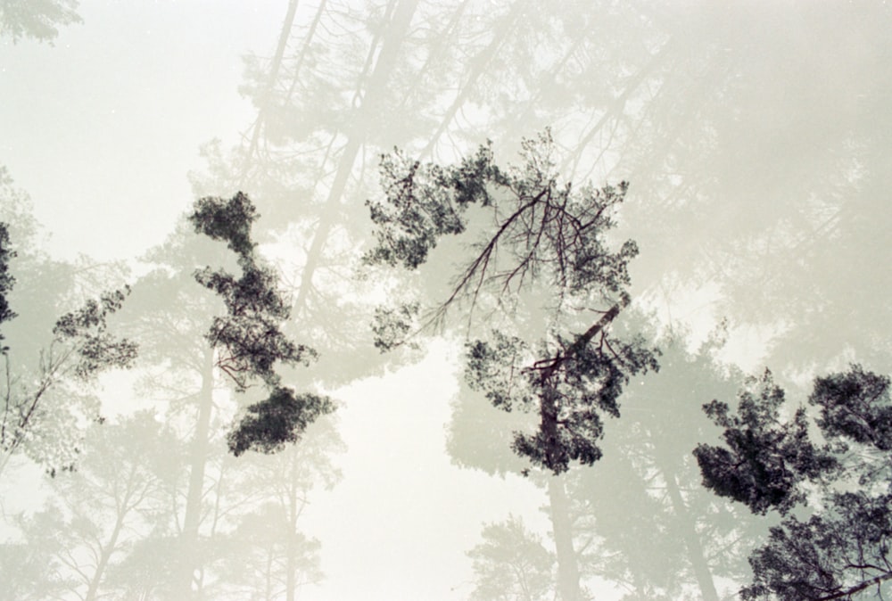 un groupe d’arbres qui se dressent dans les bois