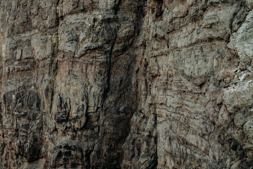 a bird is perched on the side of a cliff