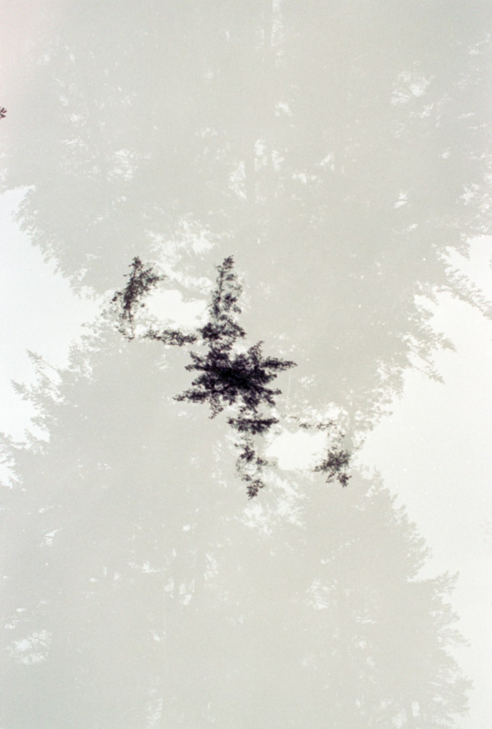 a group of trees in a foggy forest