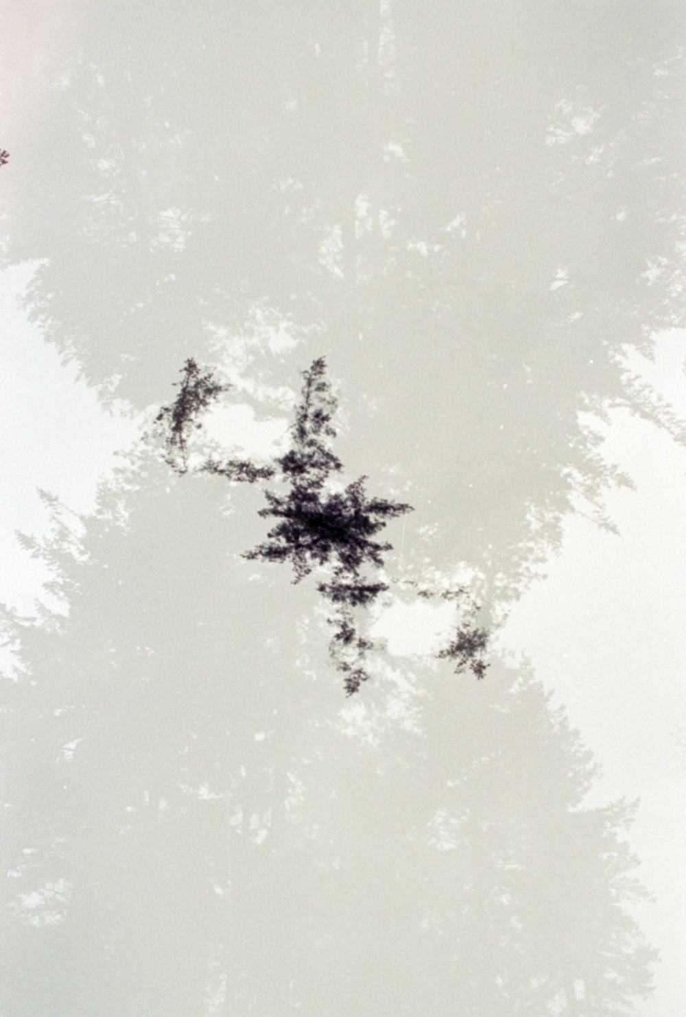 um grupo de árvores em uma floresta nebulosa