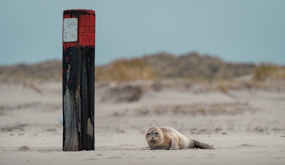 a seal laying on a sandy beach next to a pole