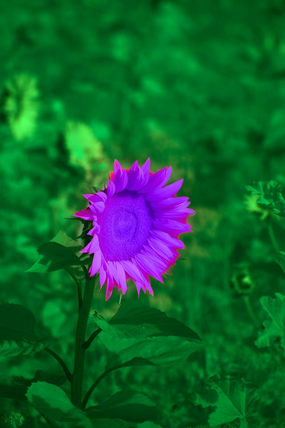 a purple flower in a field of green grass