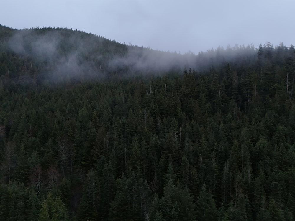 a mountain covered in fog with trees in the foreground