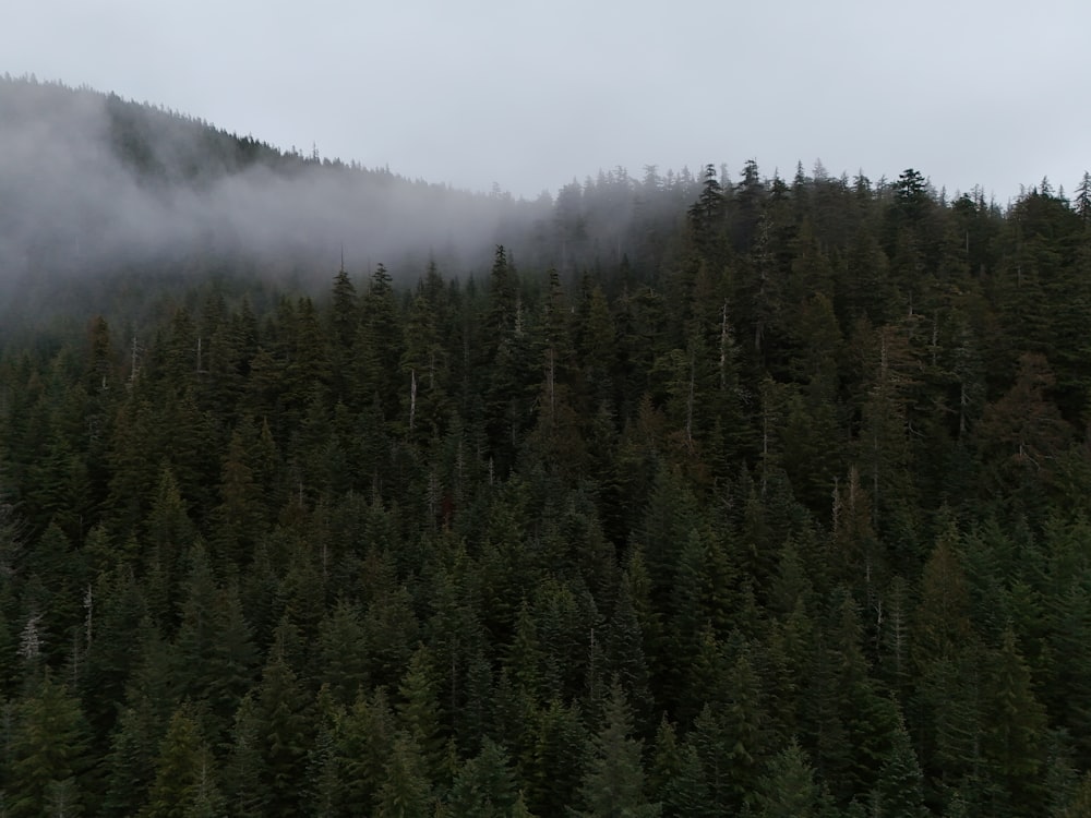 a mountain covered in fog and low lying trees