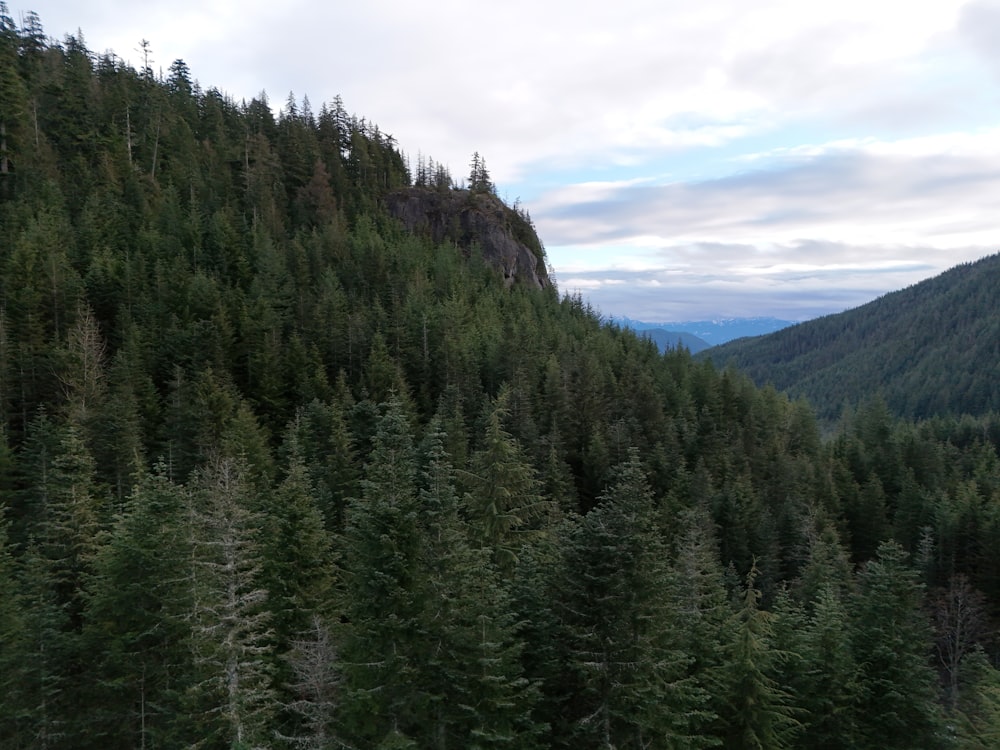 a forest filled with lots of tall green trees