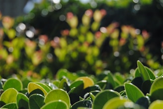 a field of green leaves with trees in the background