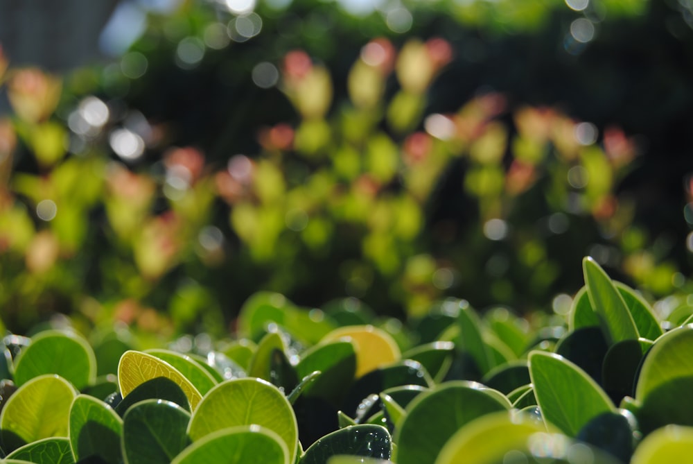 a field of green leaves with trees in the background