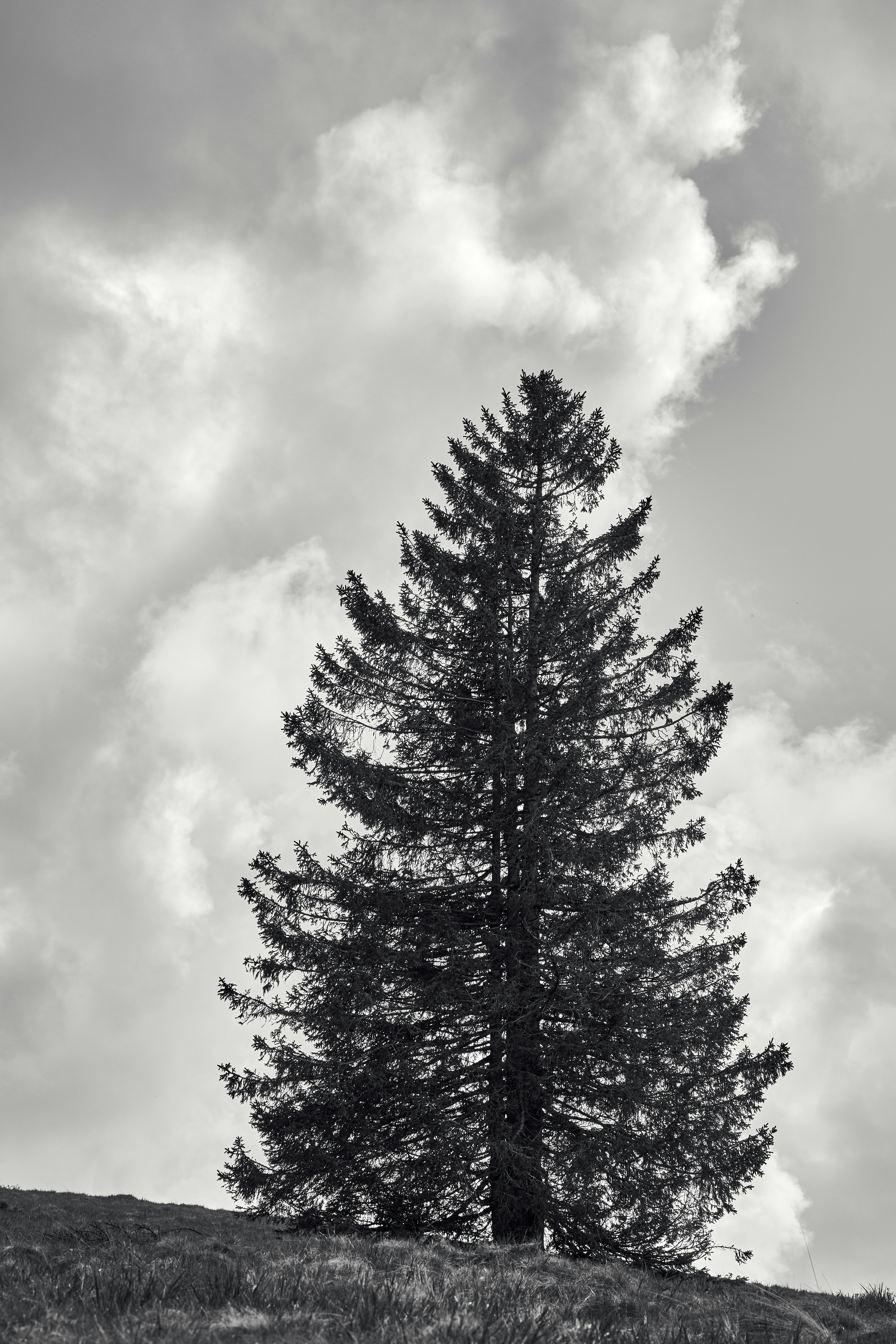 Photo by wolfgang_hasselmann