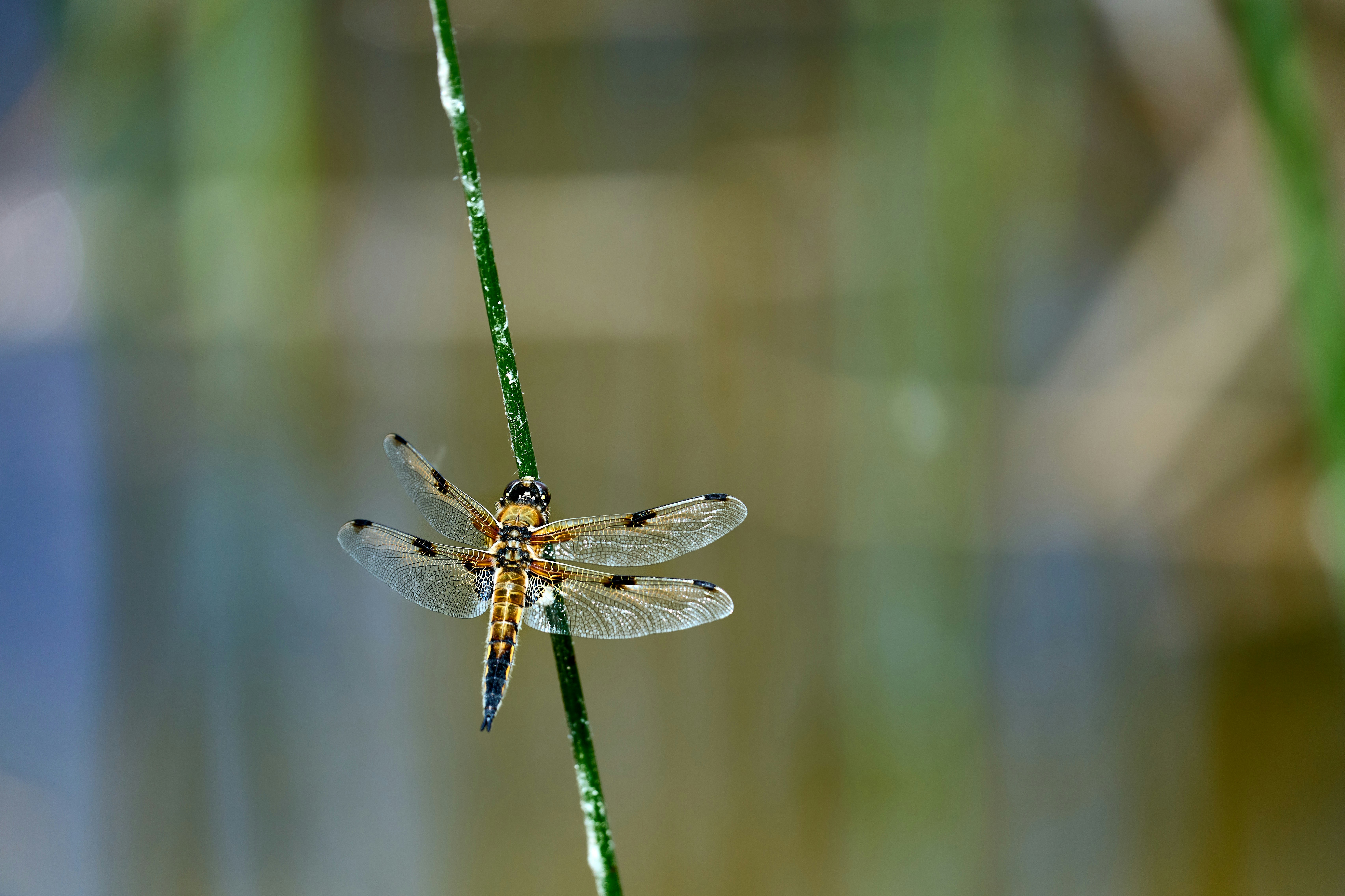 Photo by wolfgang_hasselmann