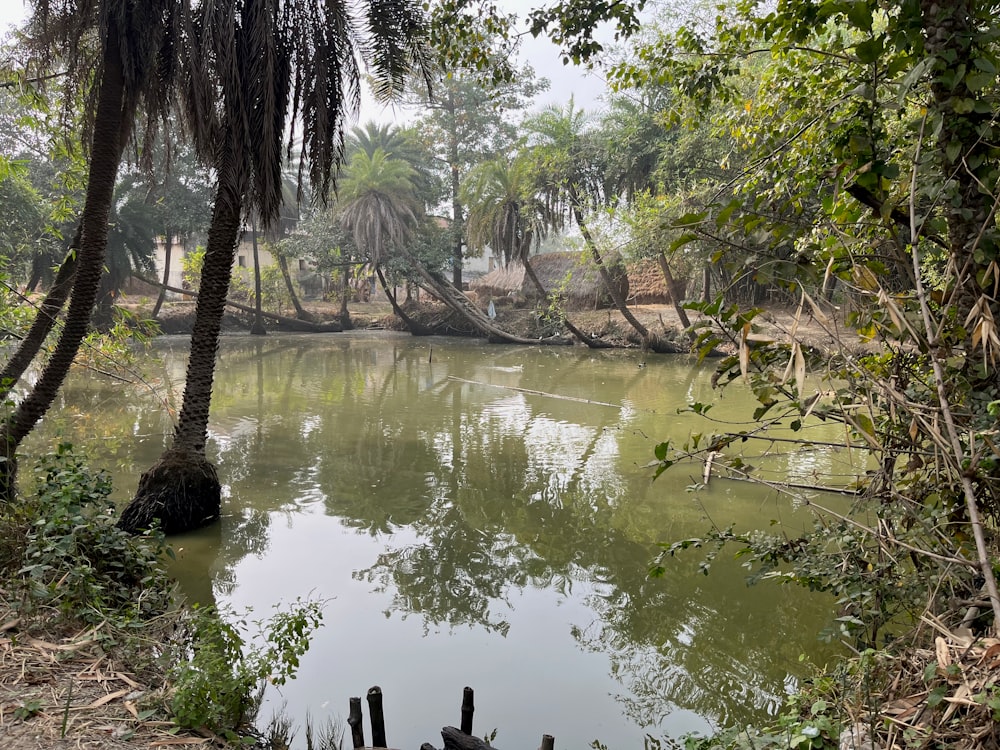 a body of water surrounded by palm trees