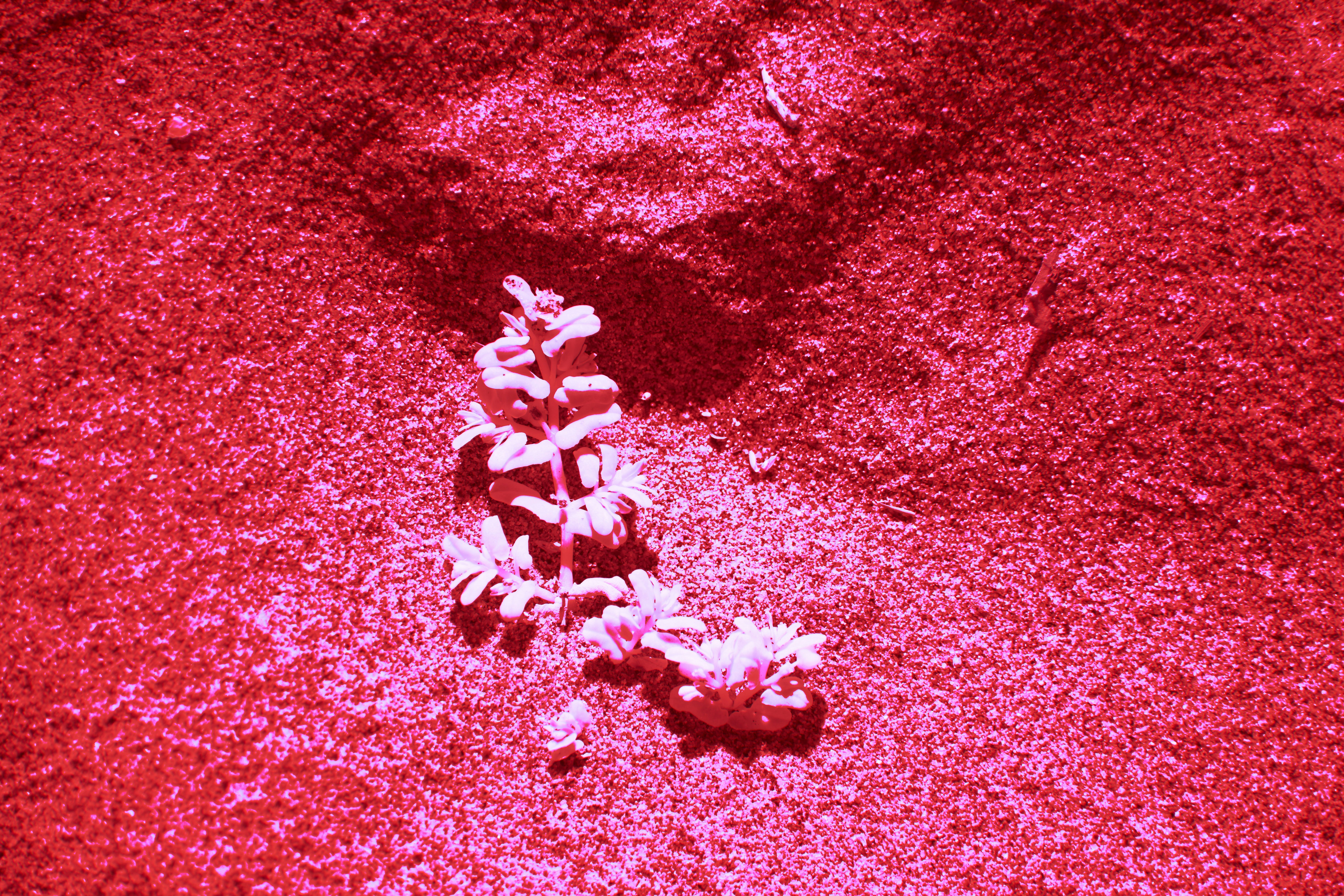 O colágeno e sua função no emagrecimento