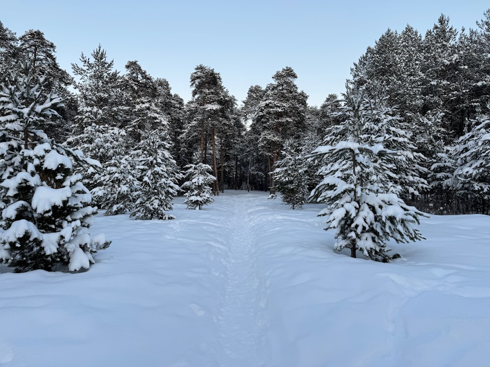 a path through a snow covered forest with lots of trees