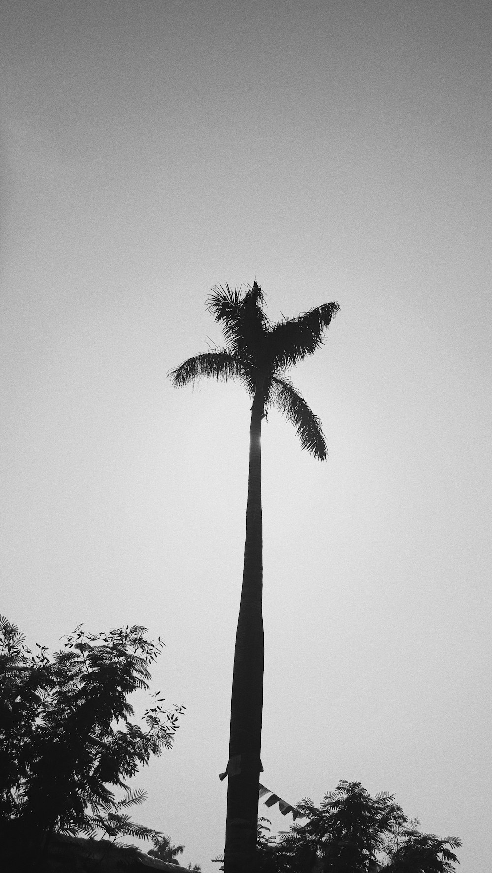 a black and white photo of a palm tree