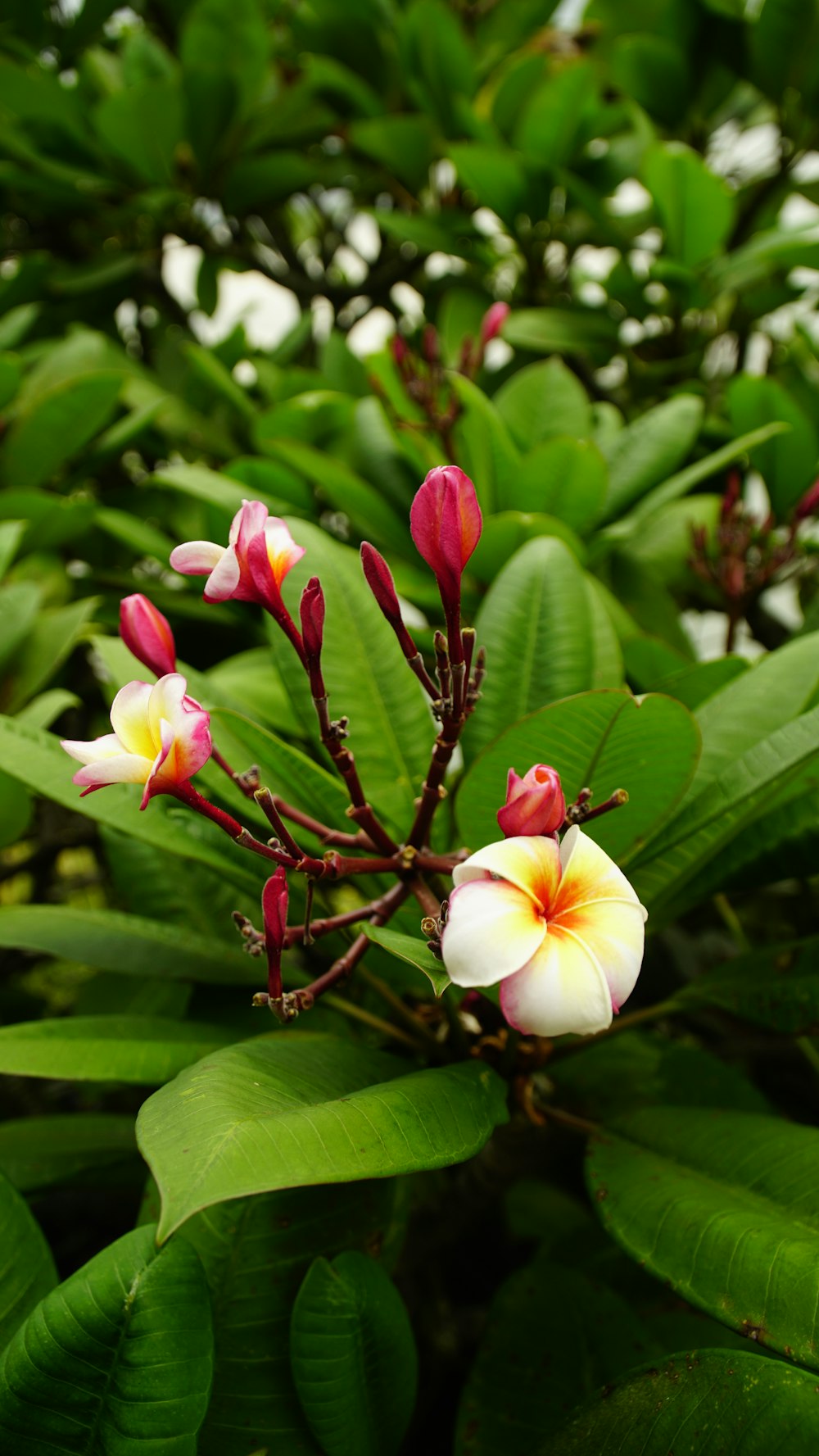 a close up of a flower on a plant