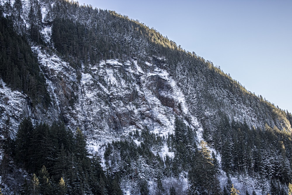 눈과 나무로 뒤덮인 산