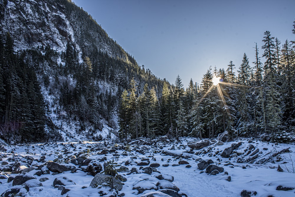 the sun shines brightly through the trees in the mountains