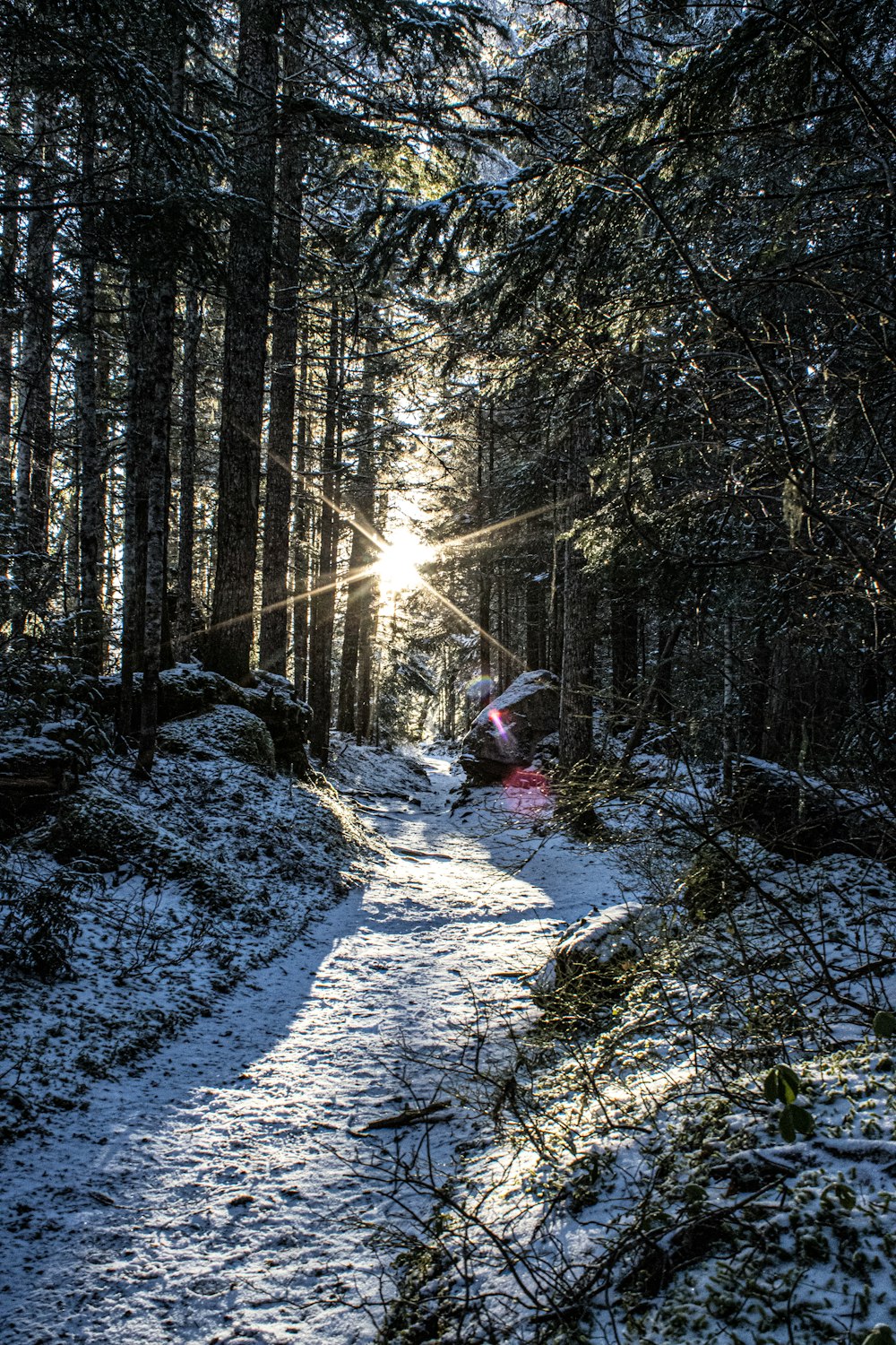 a path in the middle of a snowy forest