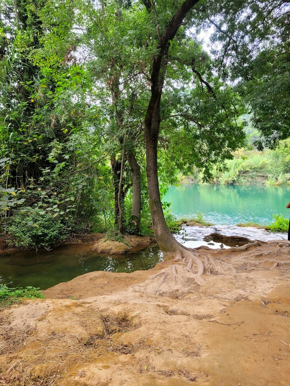 a river running through a lush green forest