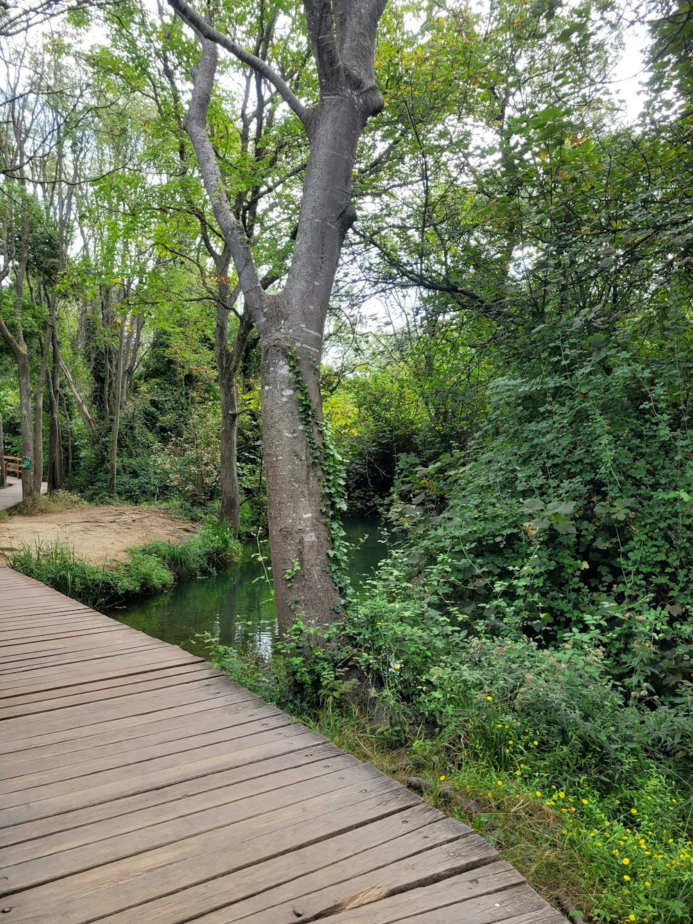 a wooden walkway next to a river surrounded by trees