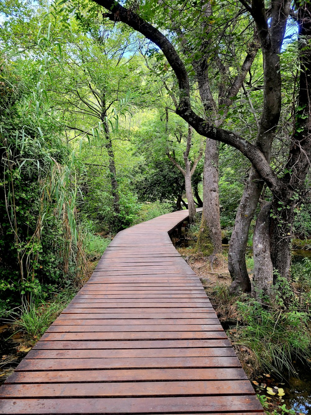 a wooden walkway through a forest with lots of trees