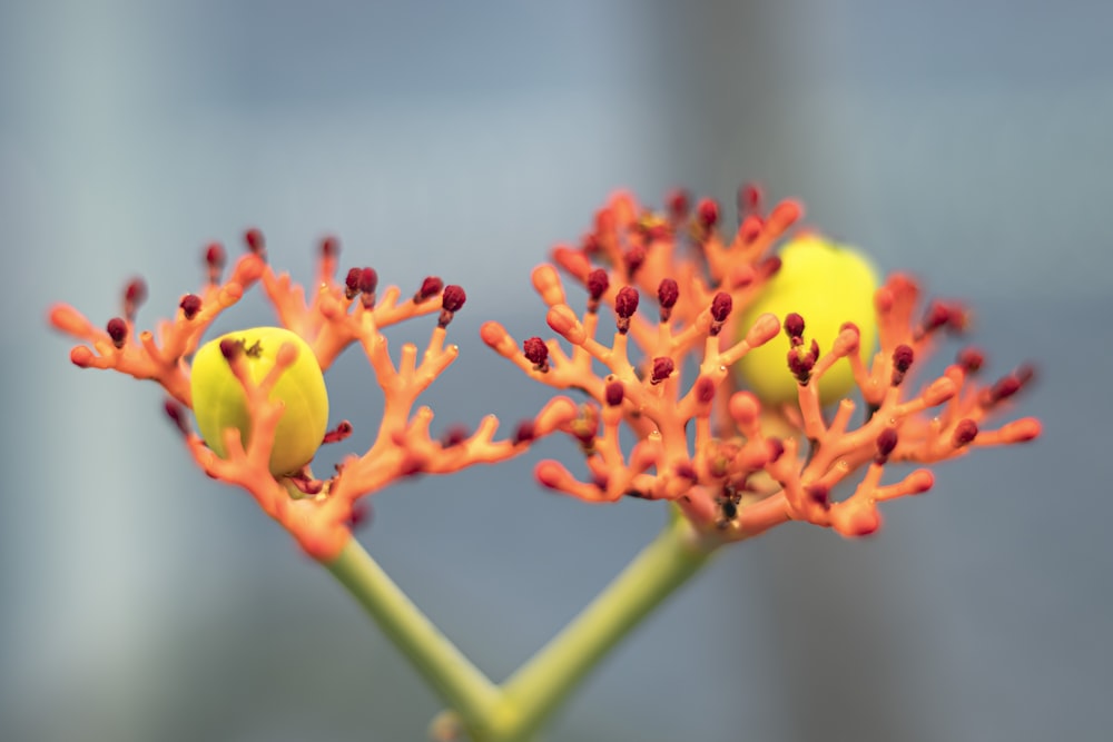 a close up of a flower with a blurry background