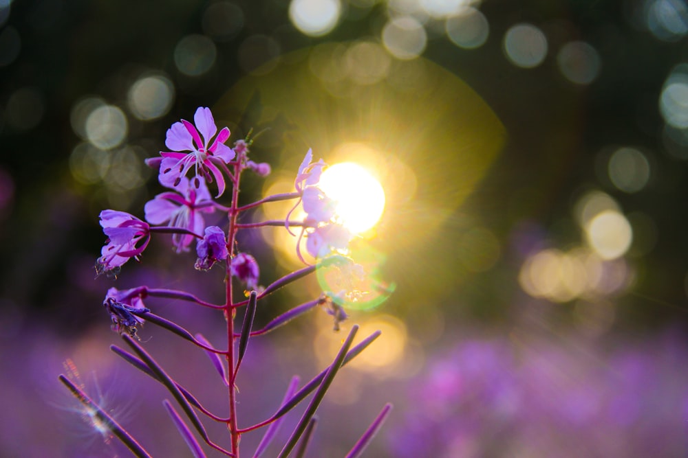 a close up of a flower with the sun in the background