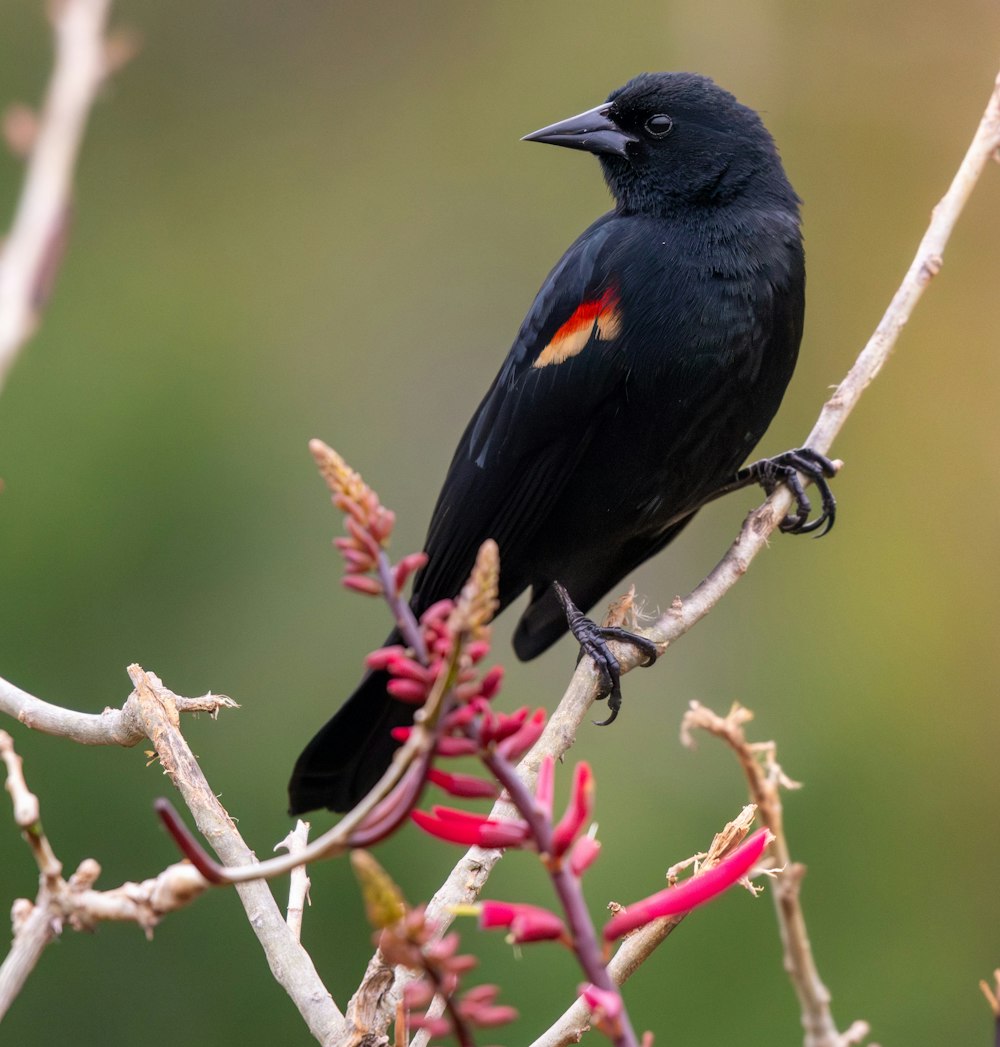 a black bird sitting on top of a tree branch