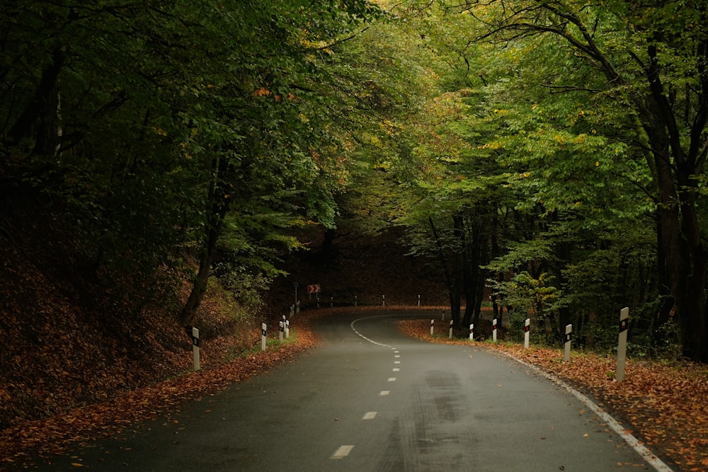 an empty road surrounded by trees and leaves