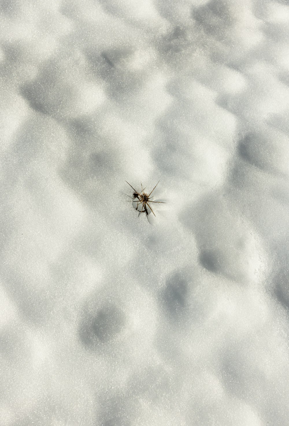 a mosquito sitting on top of snow covered ground