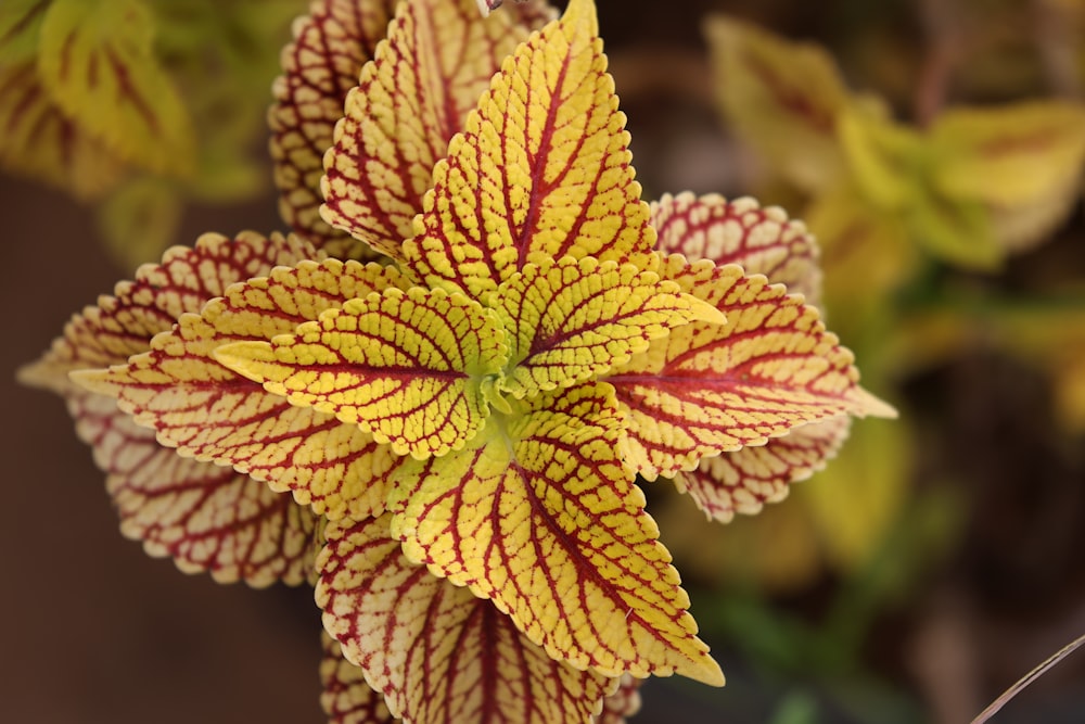 a close up of a yellow and red flower