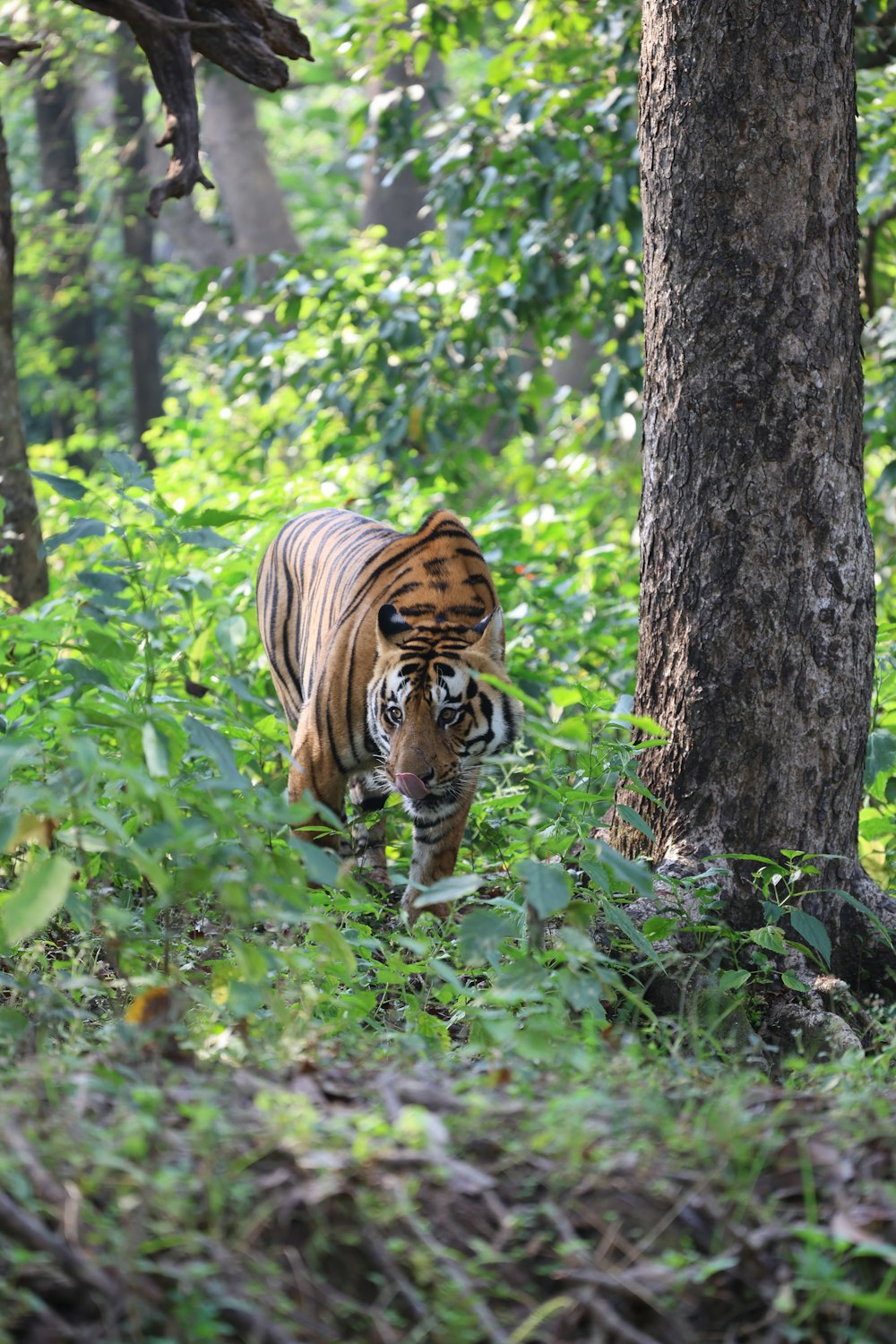 a tiger walking through a lush green forest