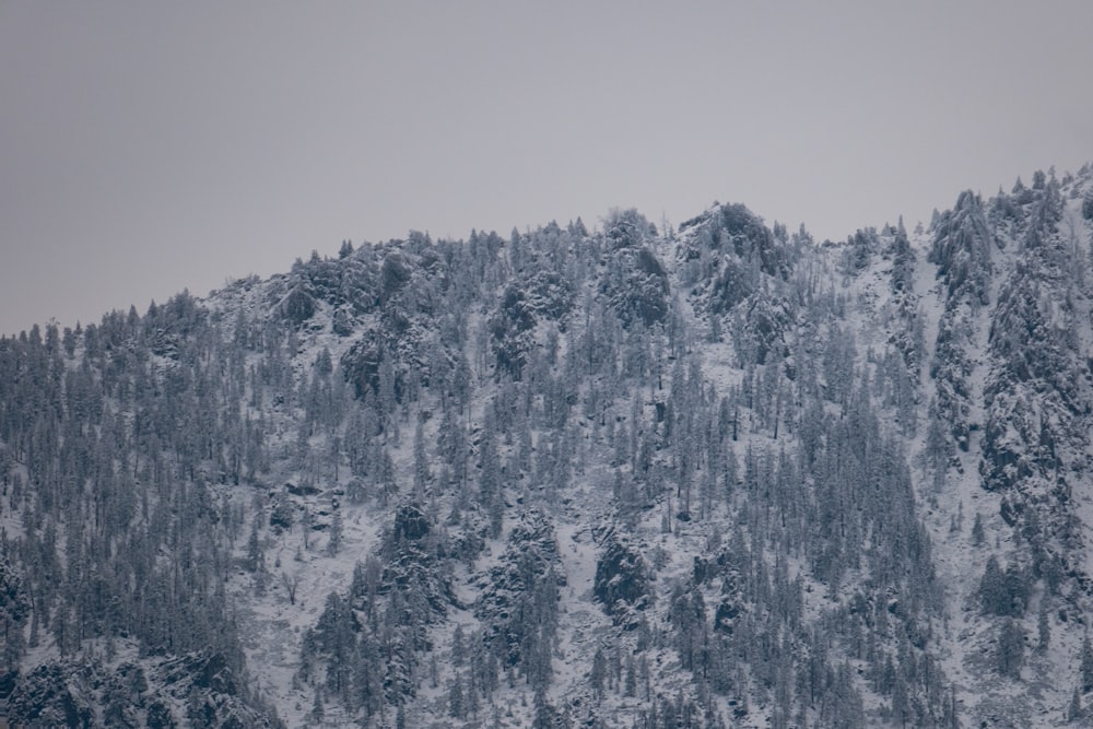 a mountain covered in snow with trees on the side