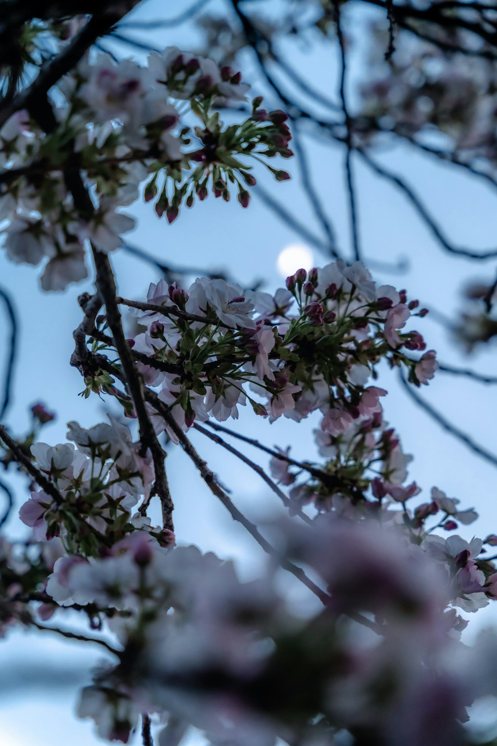 Un primer plano de un árbol con flores blancas y rosadas