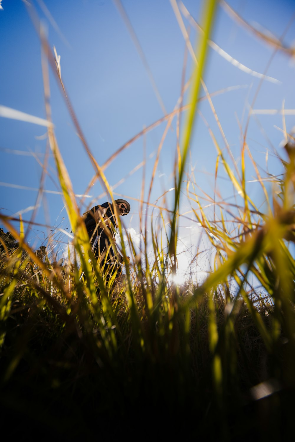 a black and white dog in a grassy field