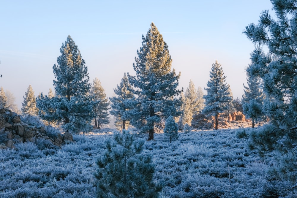 a group of pine trees covered in snow