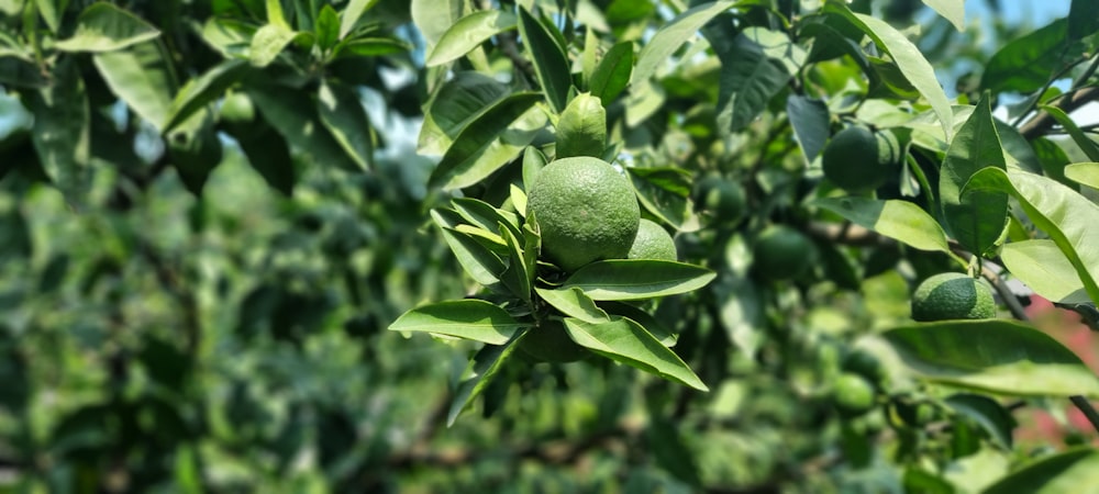 a tree filled with lots of green leaves