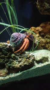 a large colorful shell sitting on top of a rock