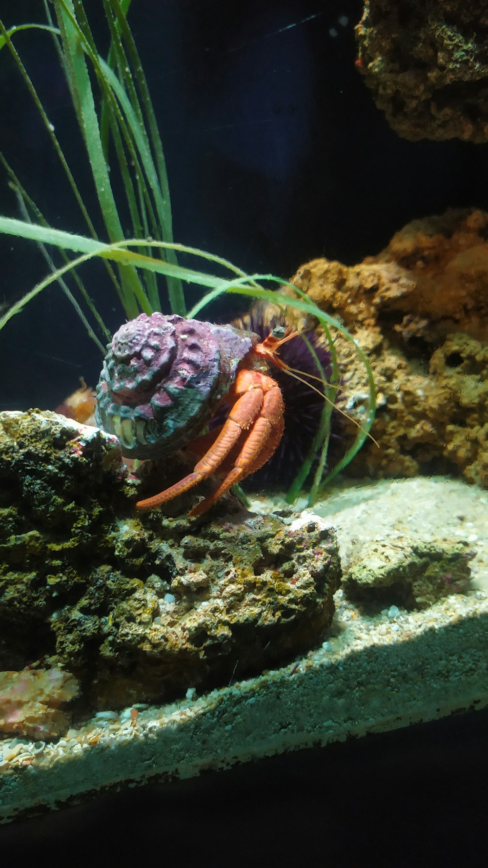 a large colorful shell sitting on top of a rock