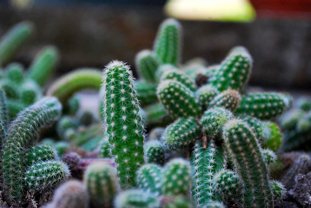 a close up of a bunch of small cactus plants