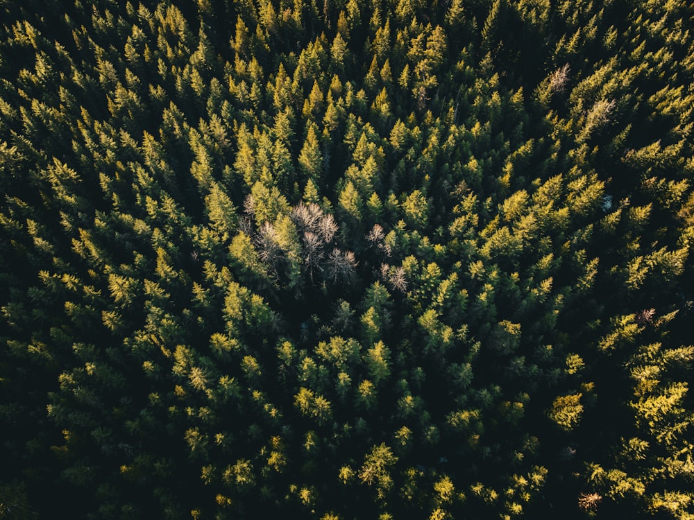 an aerial view of a forest with lots of trees