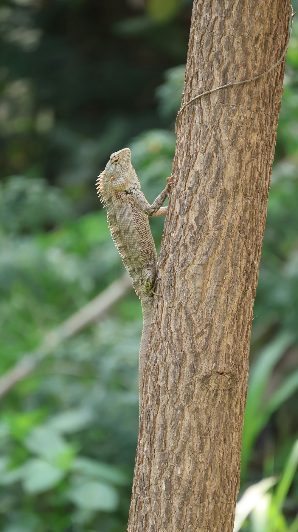 a lizard climbing up the side of a tree