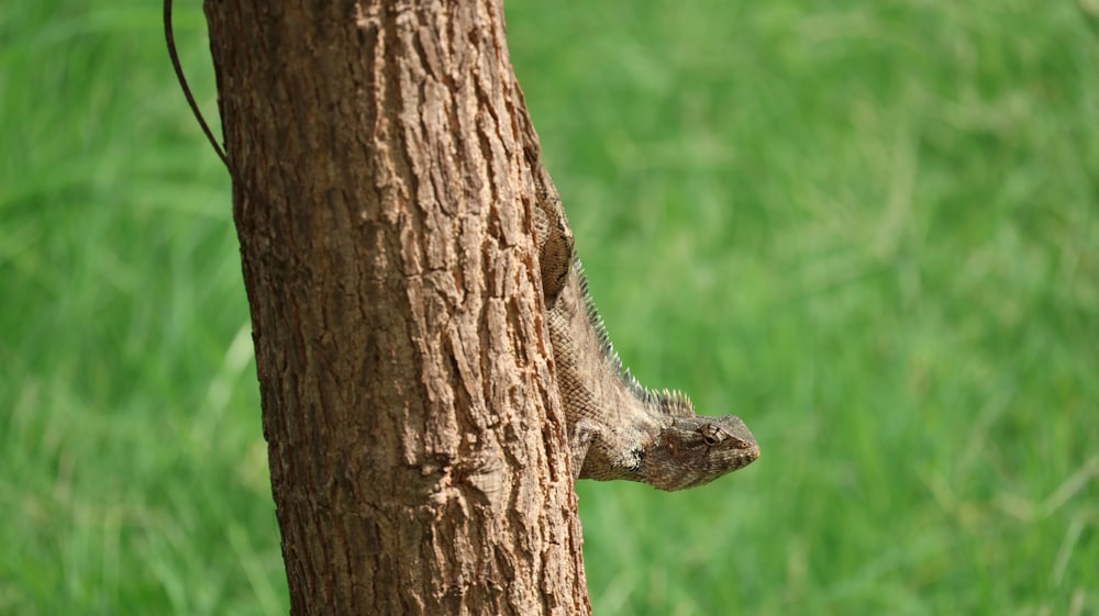 a small lizard climbing up the side of a tree