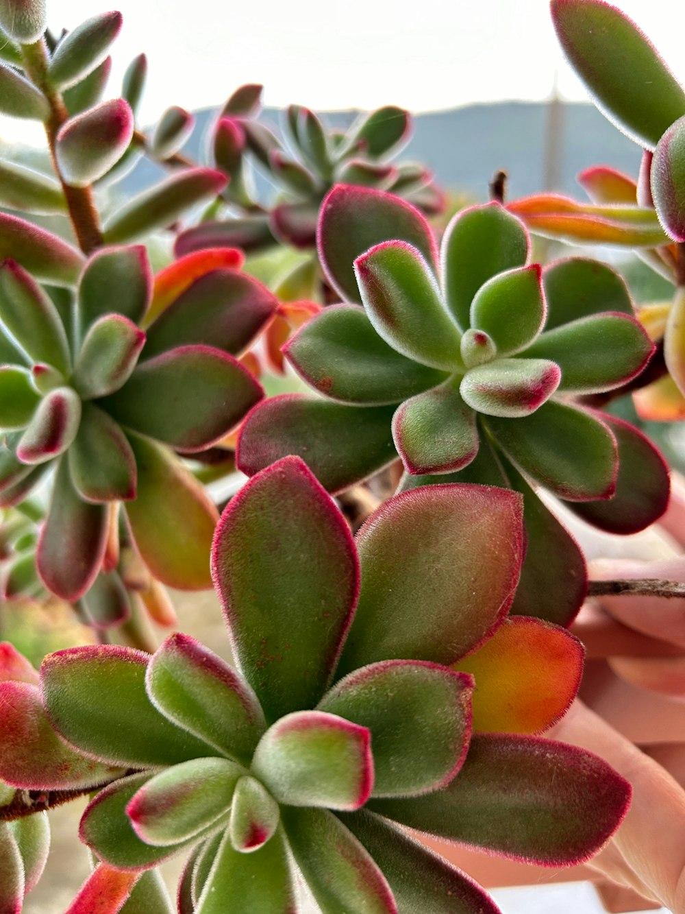 a close up of a plant with red and green leaves