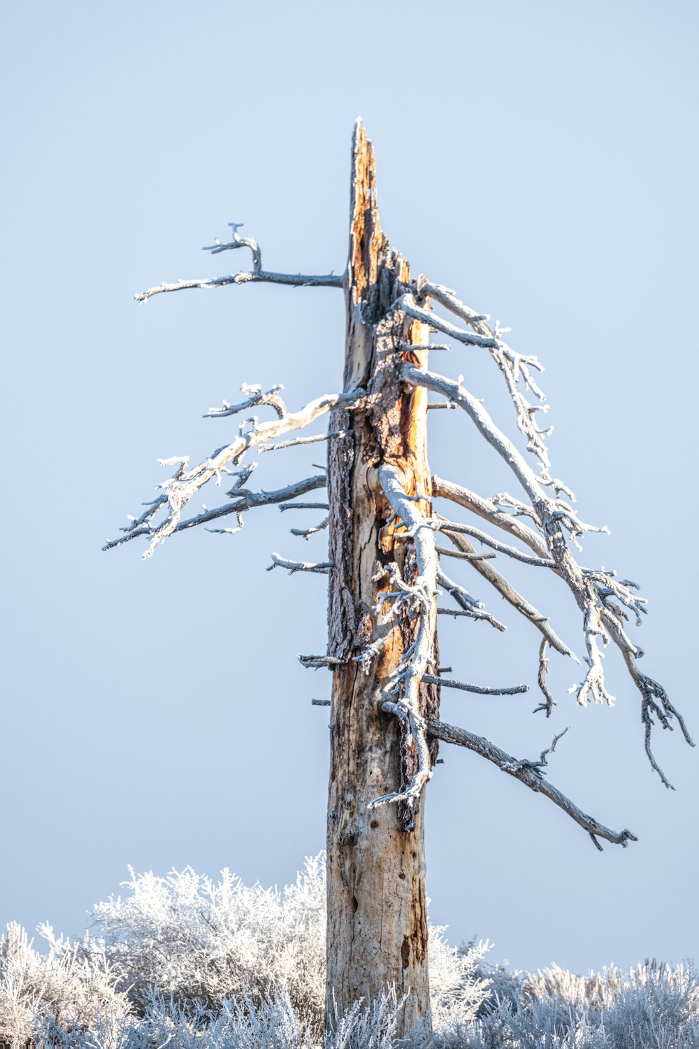 a tree that is standing in the snow