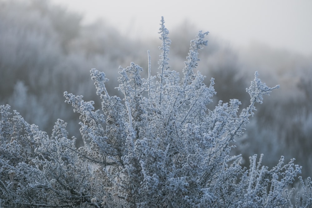 a bush covered in frost in front of a forest