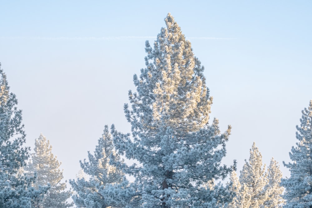 a group of pine trees covered in snow